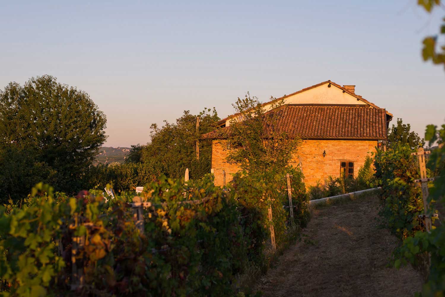 Winefarm piemont